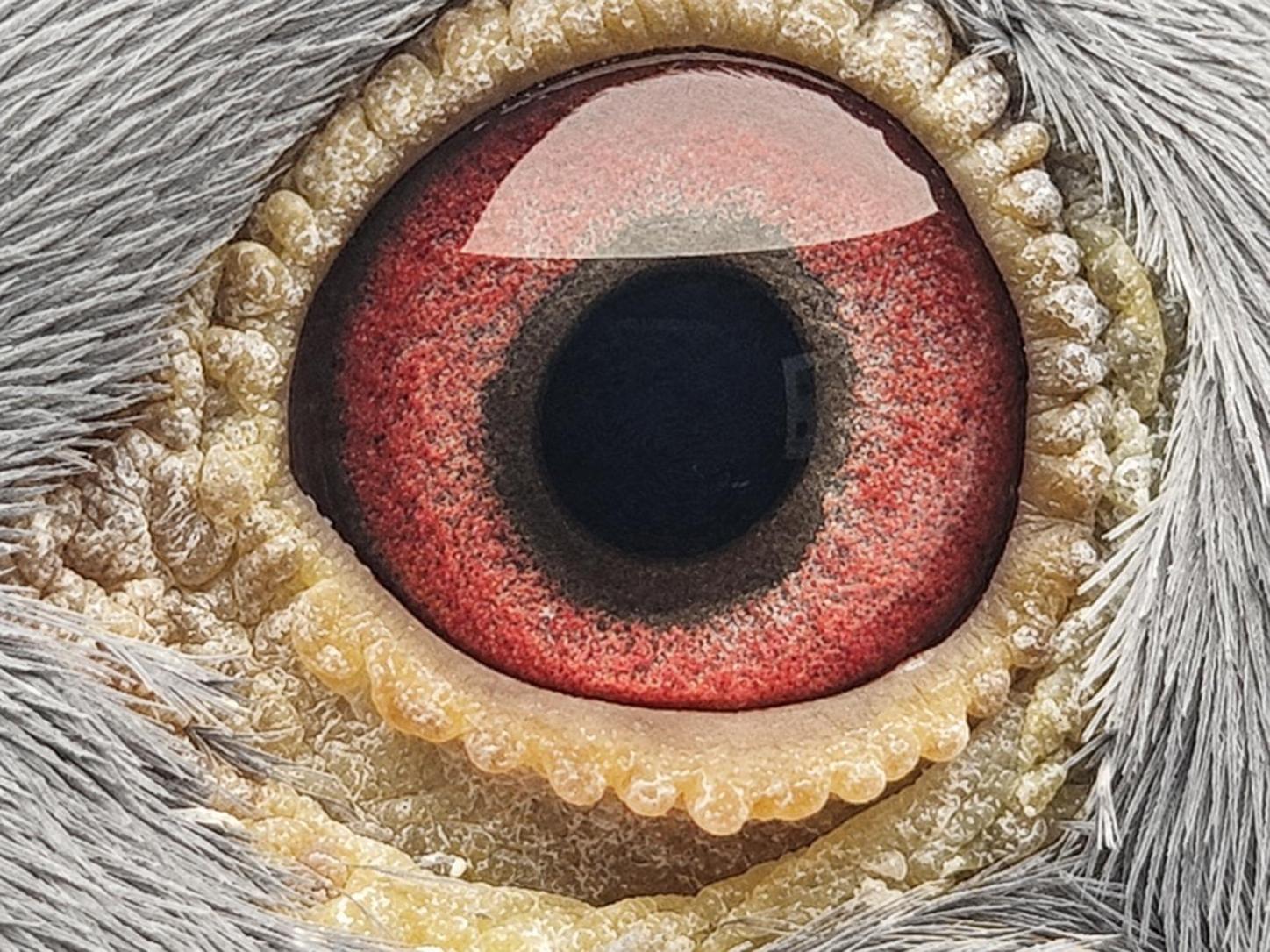 Pigeon eye